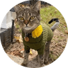 catsweater