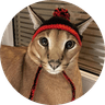 catwifhat