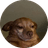 cheddar
