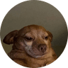 cheddar