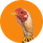 CB