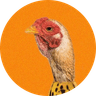 CHICKEN BANANA