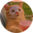chillcat