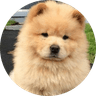 Chow Chow 松狮犬