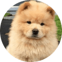 Chow Chow 松狮犬