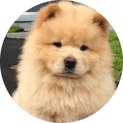 Chow Chow 松狮犬 logo