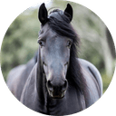 CLYDE The Big Black Clydesdale