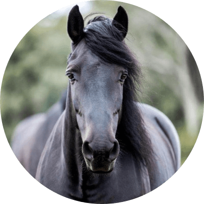 CLYDE The Big Black Clydesdale logo