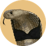 Co Bra