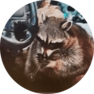 Crackcoon logo