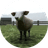CATTLE