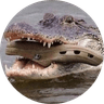 croc with croc