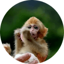 darwin monkey