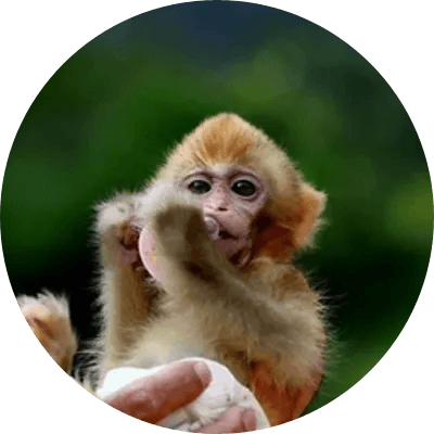 darwin monkey logo