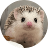 dochi the hedgehog