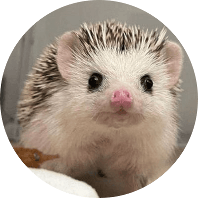 dochi the hedgehog logo