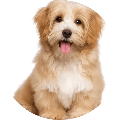 Dog logo