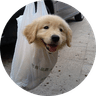 Dog in a bag
