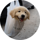 Dog in a bag