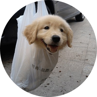 Dog in a bag logo