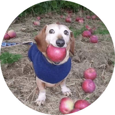 dog with apple in mouth logo