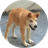DOGGO