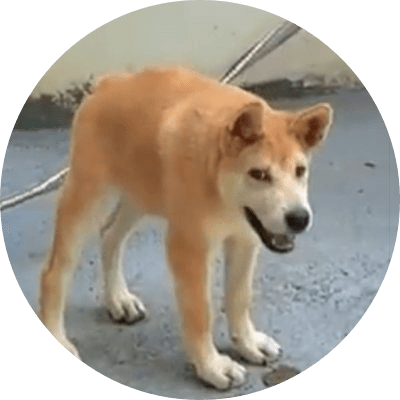 Doggo logo