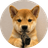 Dogwifgun