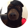 dogwifmask