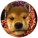dogwifscarf