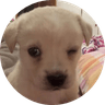 dogwifwink