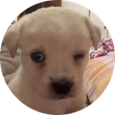 dogwifwink