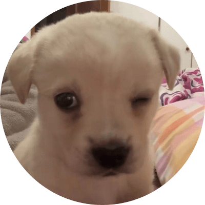 dogwifwink logo