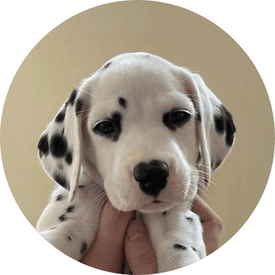 DOT logo