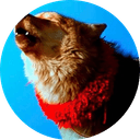 抖音热搜第四的狼格林