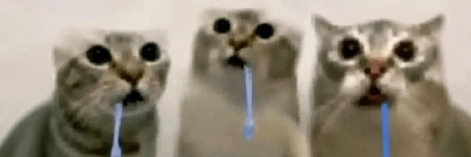 drooling cat banner