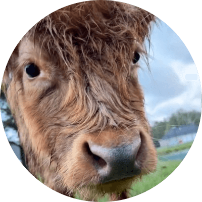 Dumpy the Bull logo