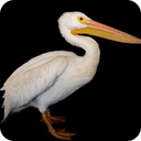 Eaten by a Pelican
