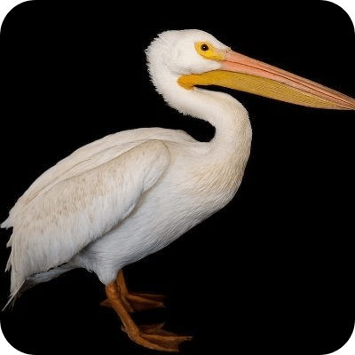 Eaten by a Pelican logo