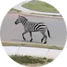 Ed the Zebra
