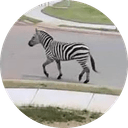 Ed the Zebra