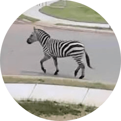 Ed the Zebra logo