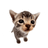 Elgatito