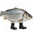 FIH
