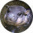 FIONA