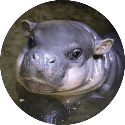 Fiona logo