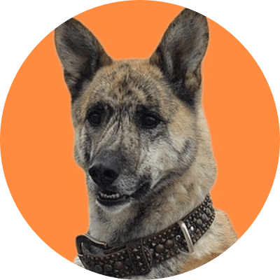 First Bitcoin Dog logo