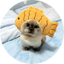 Fish Cat