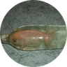 Fish In Condom