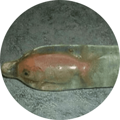 Fish In Condom logo